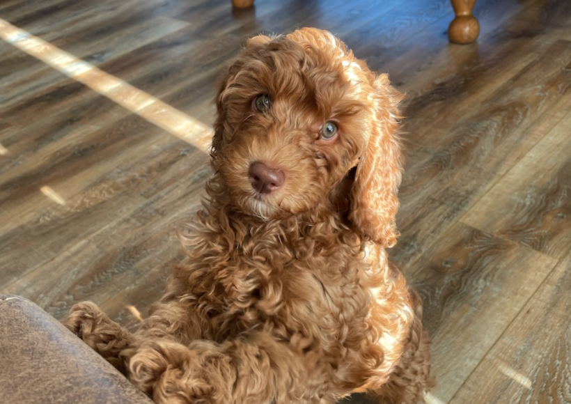 Rocky as a Puppy